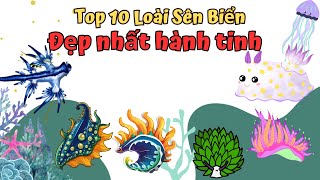 Top 10 Loài Sên Biển Đẹp Nhất Hành Tinh [upl. by Gotthard545]