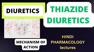 Thiazide diuretics mechanism of action ADRs interactions pharmacology pharmacologylectures [upl. by Nomit]