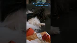 Flippity floppity food eating dog papillon dog cute funny [upl. by Ynobe]