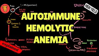 AUTOIMMUNE HEMOLYTIC ANEMIA Pathogenesis of clinical symptoms [upl. by Ahsauqram]