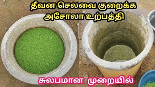 Asola valarpu murai  அசோலா வளர்ப்பு  asola valarpu  vivasaya desam [upl. by Ekard272]