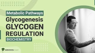 Glycogenesis and Glycogen Regulation [upl. by Htebaras868]