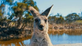 Voyager en Australie avec Justine [upl. by Ennayhc]