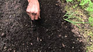 How to sow a seed directly into garden [upl. by Nolyaj]