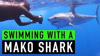 Swimming with a Mako Shark [upl. by Seaddon]