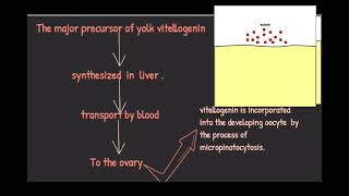 Vitellogenesis Oogenesis in amphibians Developmental biology [upl. by Gerson]