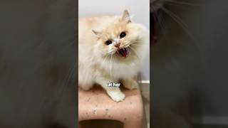 Does kitten know what a tiger is shortvideo cute cat fuuny animals [upl. by Akinahc]