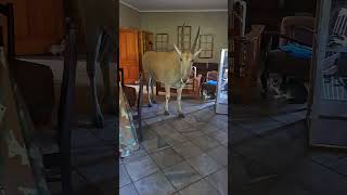 Woman calmly shoos large antelope from her kitchen [upl. by Zannini872]