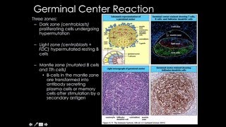 Clonal expansion medullary chords and primary follicle [upl. by Enyehc]