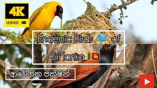 Endemic Birds in Sri lanka  ලංකාවේ ආවේනික පක්ෂින් 4K Ultimate HD [upl. by Ellerred]