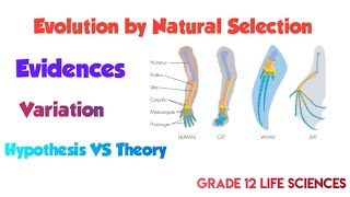 Evolution by natural selection  Evidences and Variation [upl. by Lexis]