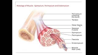 Muscle endomysium perimysium epimysium fascia tendon aponeurosis [upl. by Eltrym87]