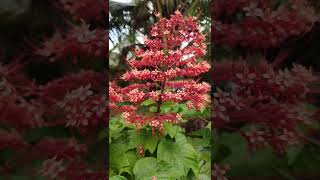 Clerodendrum paniculatumpagoda flowerytshorts [upl. by Lyrrehs]