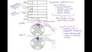 Dorsal Column Medial Lemniscus Pathway DCML  MADE EASY [upl. by Boyer]