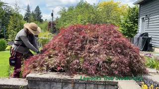 Japanese laceleaf maple  Acer palmatum var dissectum [upl. by Hallutama]