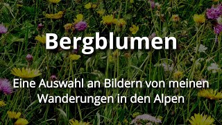 Bergblumen [upl. by Acinomahs]