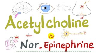 Acetylcholine ACh vs NorEpinephrine NorEpi  PANS vs SANS  Physiology and Pharmacology [upl. by Patton463]