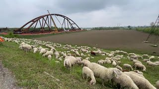 Mantova le pecore al pascolo sullargine del Po vicino al futuro ponte [upl. by Anitsej]