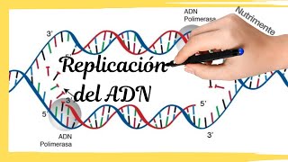 La Replicación del ADN [upl. by Azalea]