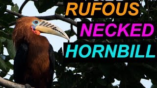 Rufous Necked Hornbill  Latpanchar  Birding [upl. by Maibach]