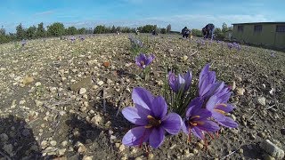 Zafferano San Gavino Saffron Sardinia [upl. by Shanta]