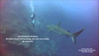 Understanding Sharks Body Language Lighthouse Reef BELIZE [upl. by Sydney]