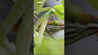 I love flower and fruit  Yellowvented Flowerpecker little bird  Cam Nature birds wildlife [upl. by Ittam484]