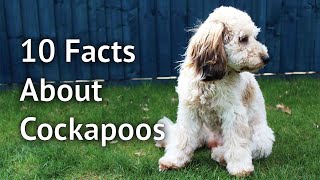 10 FACTS ABOUT COCKAPOOS What every cockapoo owner knows and you need to know before getting one [upl. by Ellenoj420]