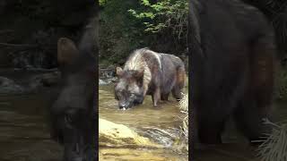 Black Wolf Noticed the Cameraman While Drinking Water🐺 wolf wolfdog shorts [upl. by Cammy740]