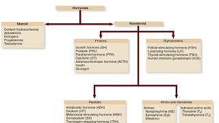 CH 25 Endocrine Regulation [upl. by Sully]