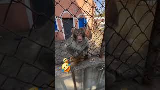 Monkey 😂 memes shorts ytshorts [upl. by Avis970]