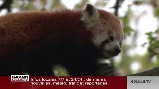 Mambo la femelle panda roux a été présentée au public au Zoo de Lille [upl. by Concha]