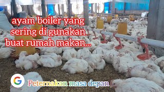 lihat ayam boiler umur 20 hari [upl. by Eiram]