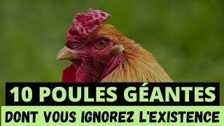 10 POULES LES PLUS GÉANTES DONT VOUS IGNOREZ LEXISTENCE [upl. by Ulick]