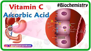 Vitamin C  Ascorbic acid Animation  MetabolismSources Synthesis  functions Scurvy [upl. by Thetisa]