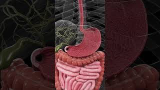 🍽️ The Stomach Lining Your Body’s Protective Barrier anatomy [upl. by Suoirrad]