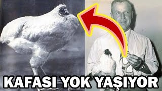 KAFASIZ YAŞAYAN HOROZ quotMİKEquot [upl. by Meer]