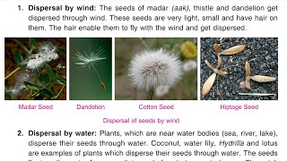 Plants  part 4  Seed dispersal ch2  class 5 science cbse DAV [upl. by Cottrell]