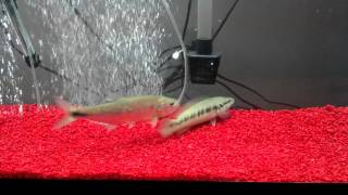 Brycon Dentex and Pike Cichlid Feeding [upl. by Kincaid]