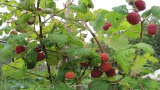 ⟹ RASPBERRY  I brought this 1 plant from LOWES an its everywhere [upl. by Ause]