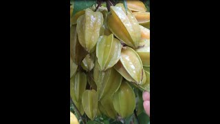 🔴Fruta exótica Carambola youtubeshorts shortsvideo [upl. by Aimekahs]