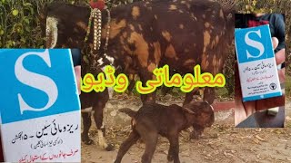 Terramycin inj veterinary injectionraso oxytetracycline goats master gujrat rasomycin [upl. by Acisej]