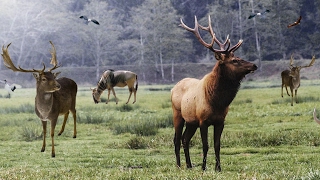 Best elk call amp elk sounds [upl. by Rolland]