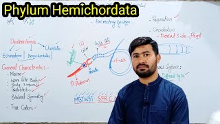 Phylum Hemichordata  General characters of Hemichordates  Fsc by irtisamsbiology [upl. by Omland]