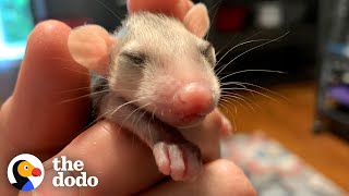 Watch These Rescue Baby Opossums Learn Table Manners  The Dodo [upl. by Yalc520]