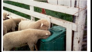 The Jug Waterer  Clean Fresh Water For Your LivestockHorses [upl. by Etteuqram]