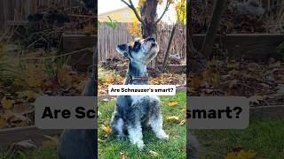 SMART Schnauzer shows off his TRICKS minischnauzer [upl. by Fairlie670]