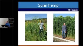 The use of sunn hemp as a cover crop and forage in Florida [upl. by Welcy]