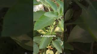 AshwagandhaIndian Winter cherryfarming ayurveda agriculture dhruvrathee dhoni [upl. by Claudio]