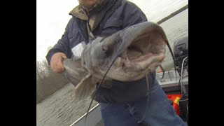 Monster flathead catfish caught on light tackle  Lake Pymatuning [upl. by Efthim]